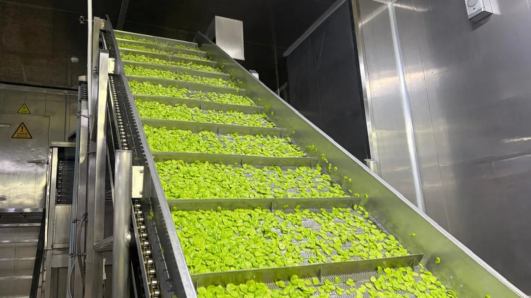 Green produce moving along a processing conveyor.
